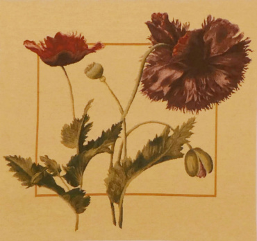 Papaver square tapestry - Redoute floral art - botanical tapestries