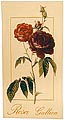 Rosa Gallica tapestry wallhanging - floral tapestries